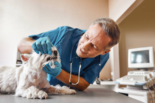 Best Emergency Dental Care for Broken or Chipped Teeth in Ddanelle, AR